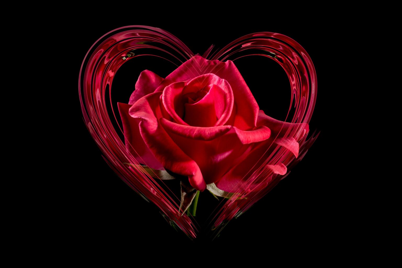 Белая Роза Знакомство Красная Роза Любовь